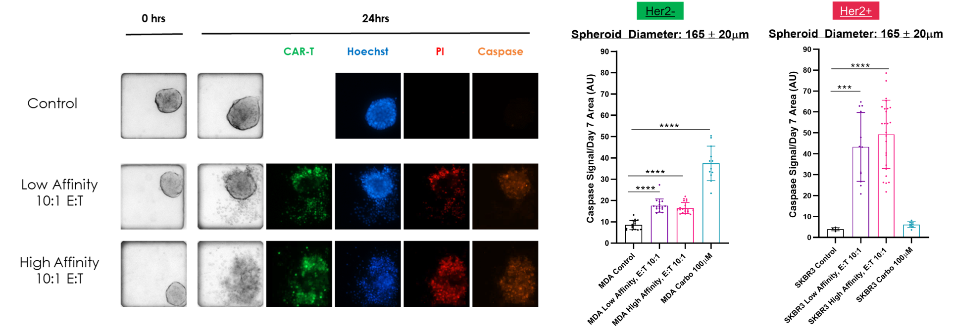 T Cell Screen Model T Cell Therapy Efficacy – SCREEN IN 3D